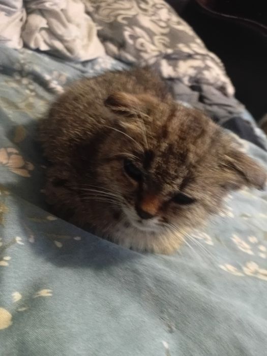 Шотландский вислоухий котик