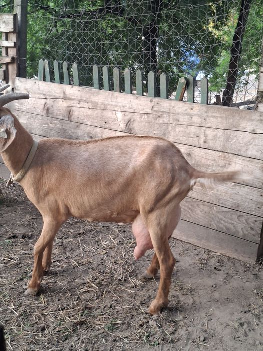 Capra de vinzare