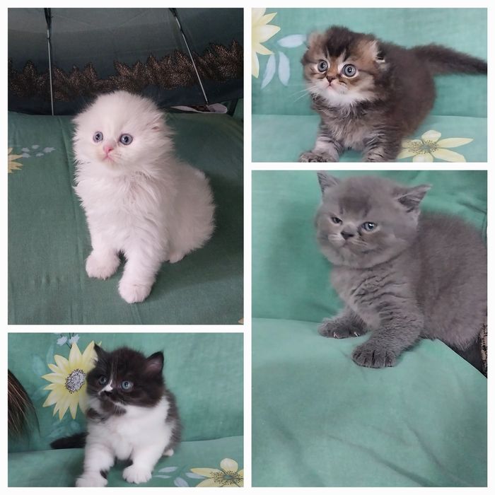 Скоттиш фолд хейланд  Скоттиш страйт хейланд