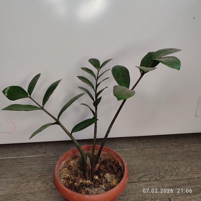 Продам комнатные растения