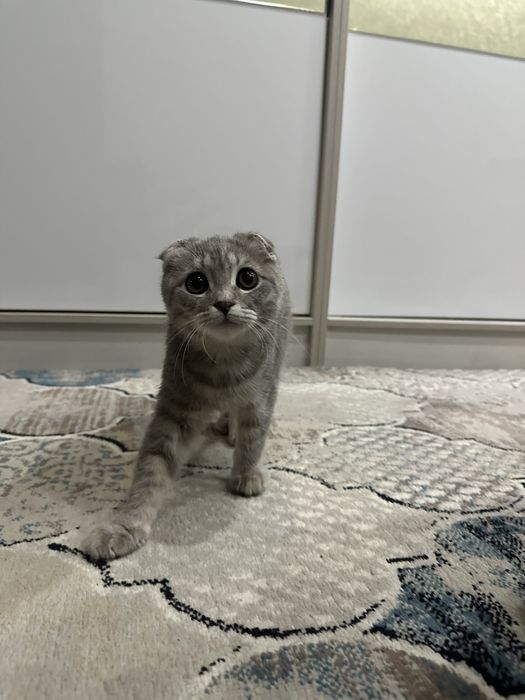 Скотиш фолд 250$