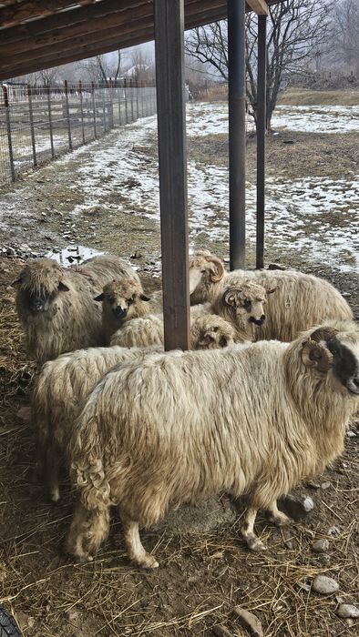 Vând oi foarte frumoase la un preț foarte bun