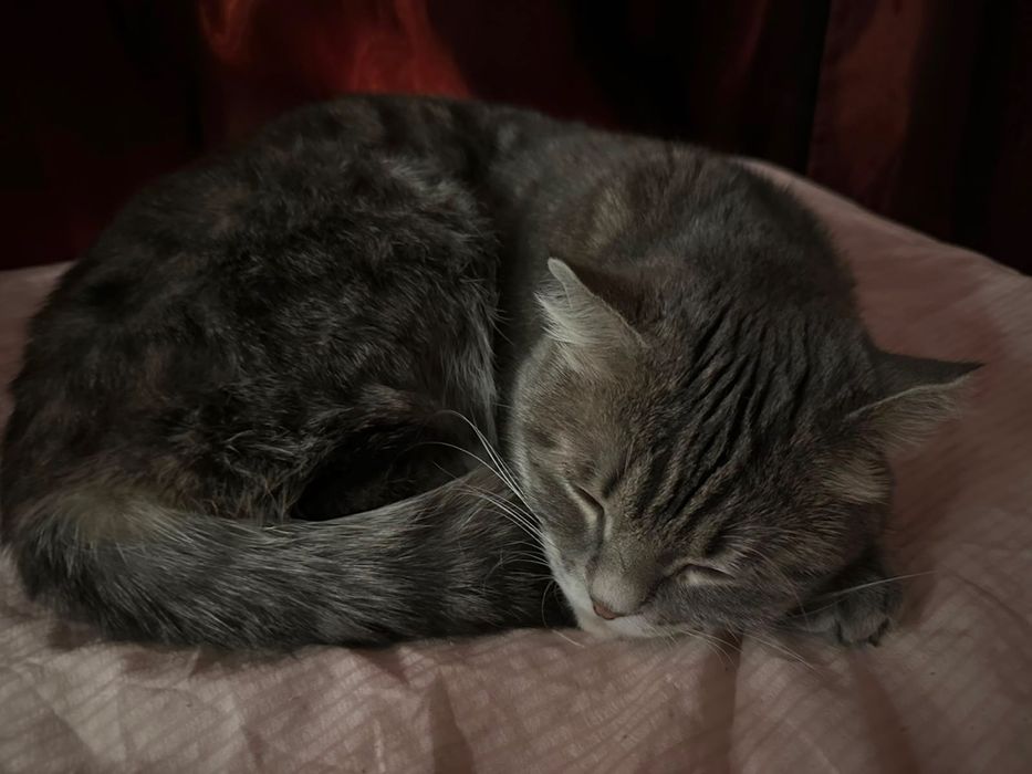 Ищем кота для кошечки!