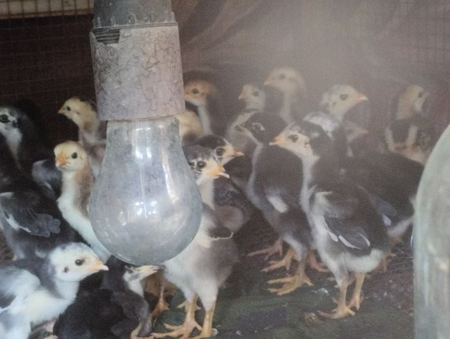 Брама жумыртка шоше товук бар