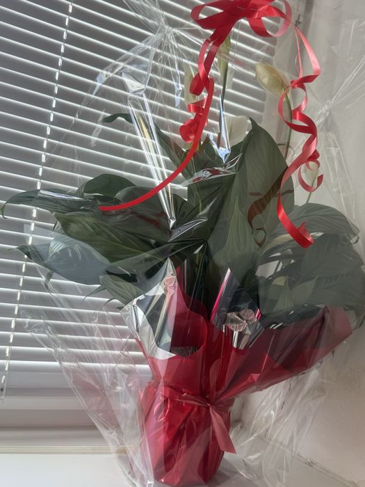 Комнатные цветы.