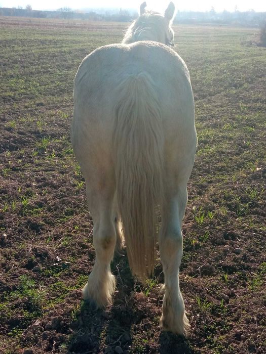 Vand manz 1 an si 6 luni