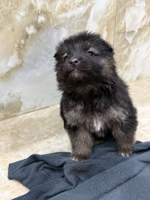 Отдам щенят в добрые руки