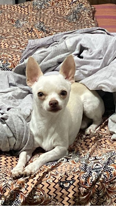 Чихуахуа мини кабель на оплодотворение