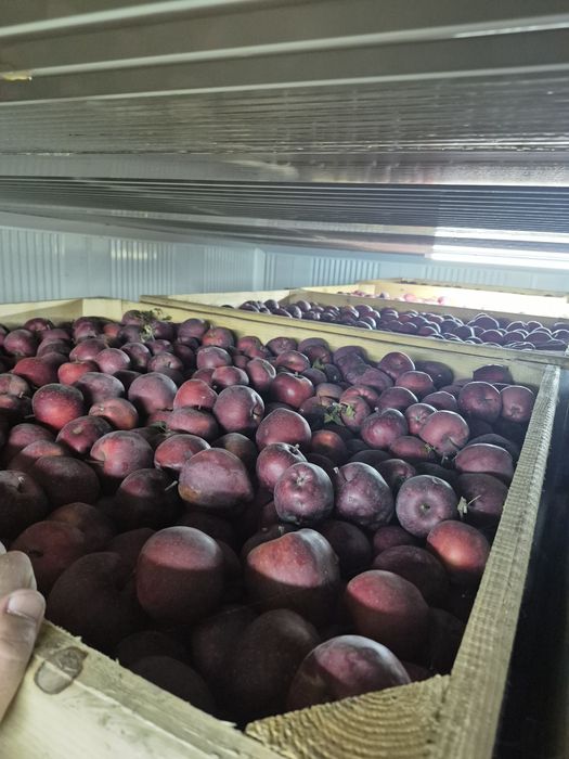 Mere de consum cantitati mari