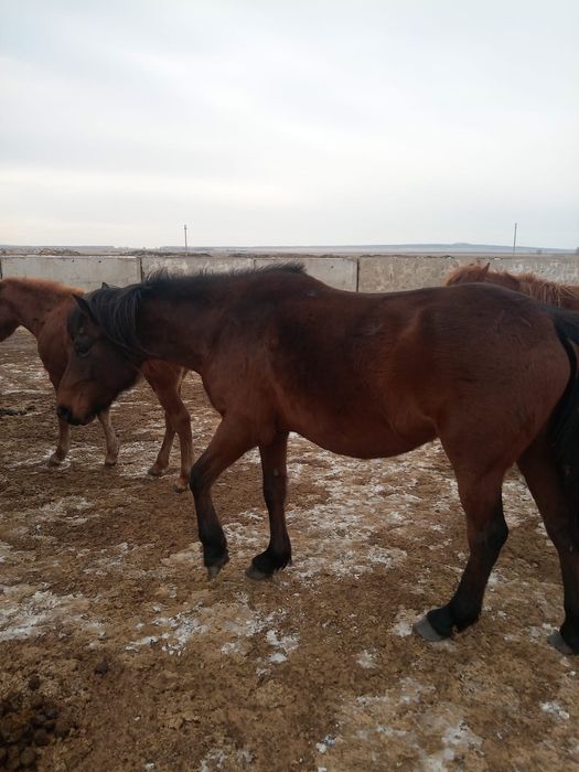 Подам лошадей    .