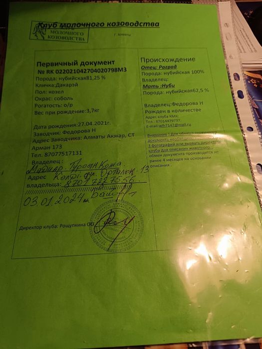 Козел англонубиец