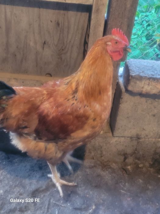 Кученский юбилейный