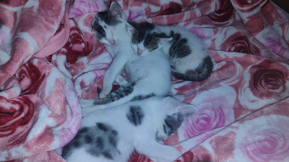 Отдам котят в добрые и любящие руки