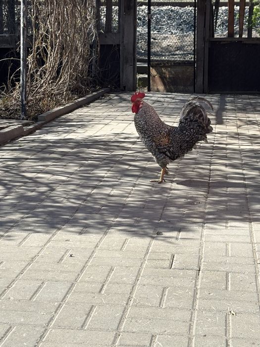 Продаю Петуха Плимутрок