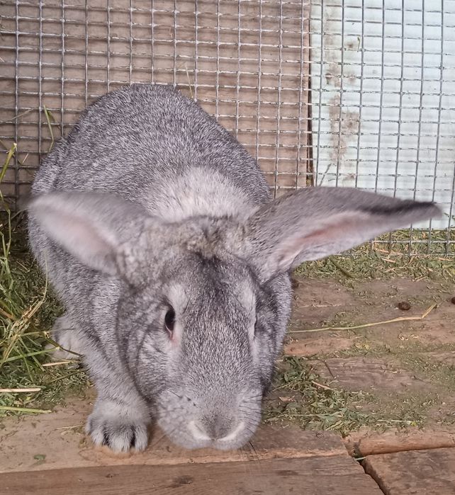 Продаются племенные кролики