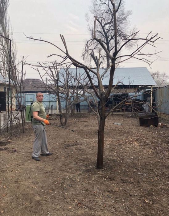 Обрезка и обработка плодовых деревьев.