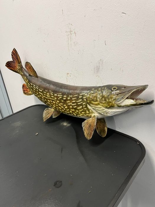 Препарирана щука - риболов