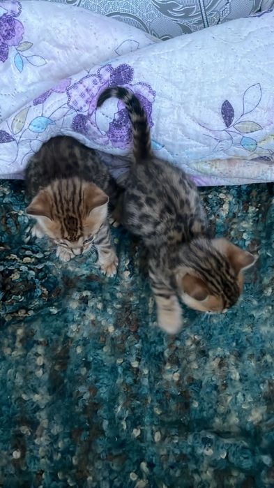 бенгальский котик