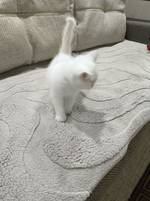 В добрые руки котята