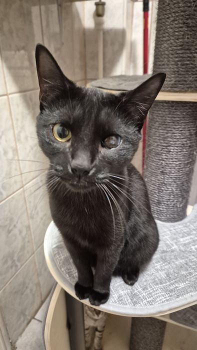 Pirata, pisica cauta familie