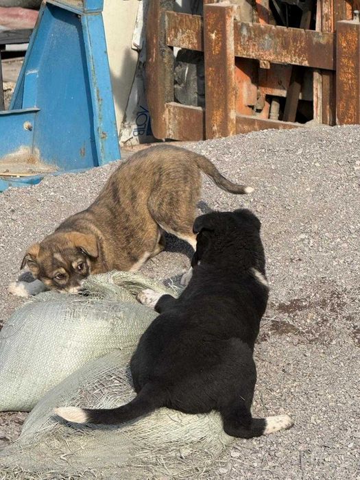 Щенки 2 месяца здоровые , активные