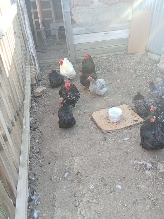 Продам карликовых курочек
