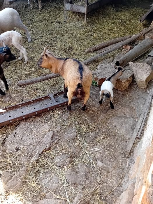 Мини декоративни козички