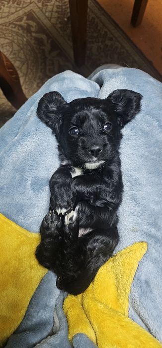 Щенки. Мама, Кокер спаниель.