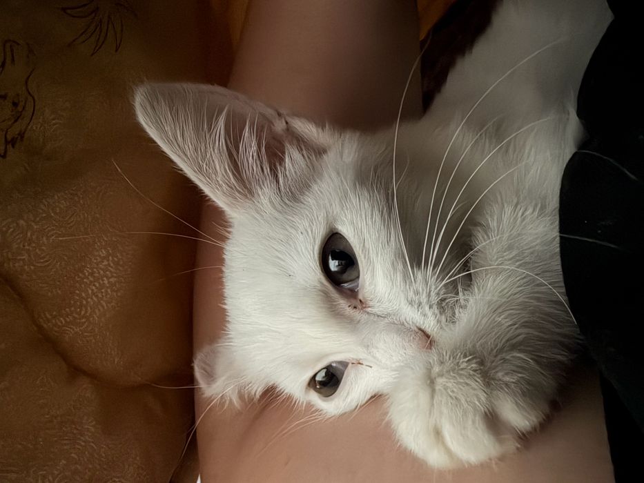 Котенок милашка месяца 2 с приданым
