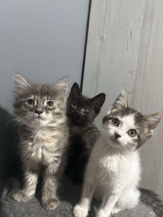 котят в добрые руки