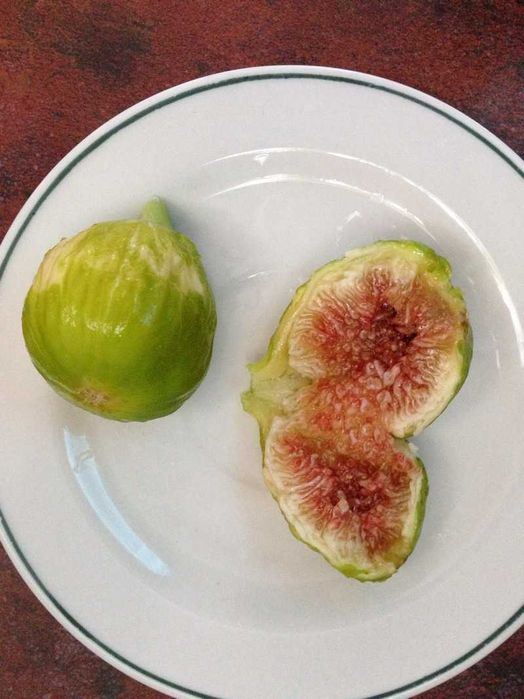 Pui de Smochin - Ficus Carica