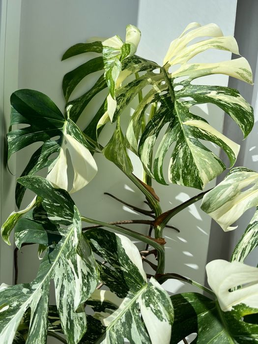 Монстера Альба (Борзига)