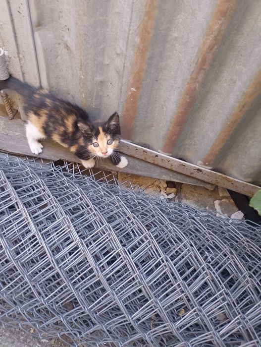 Подарявам котета