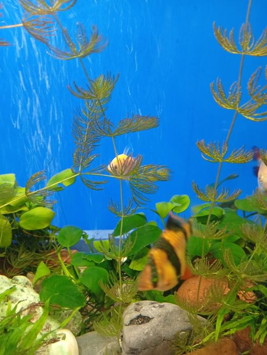 Продам аквариум 60 литров