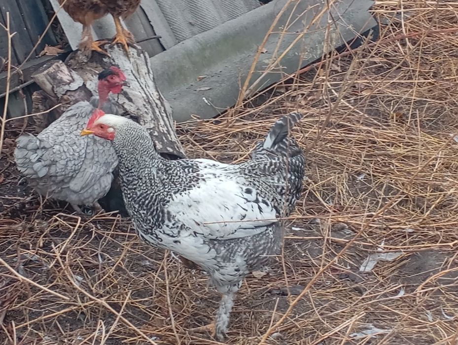 Продам молодых петушков этого года