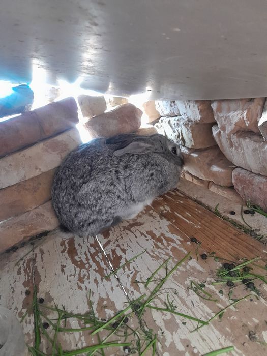 Quyonlar sitiladi qorovulbozor optim 250 minga beraman 6 dona qoldi