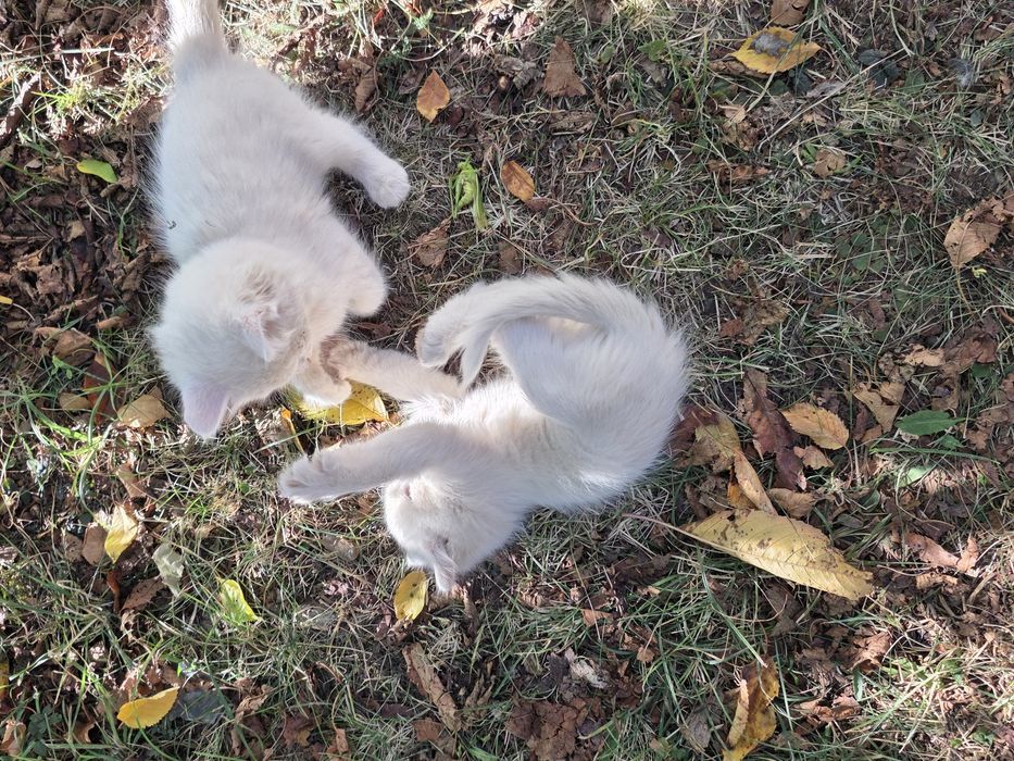 Коте на 2 месеца  Турска ангорска