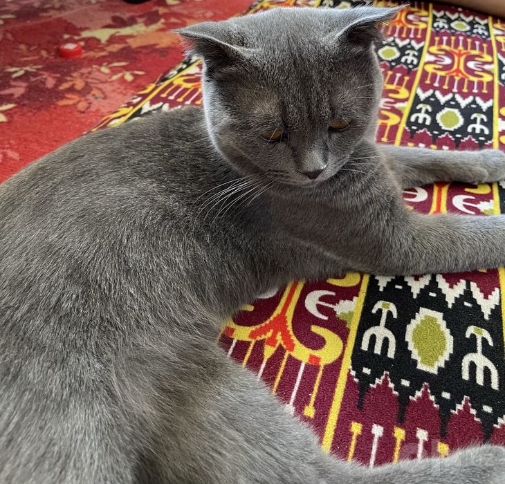 Aqilli oynoqi qarashga vaqtim bomayapti