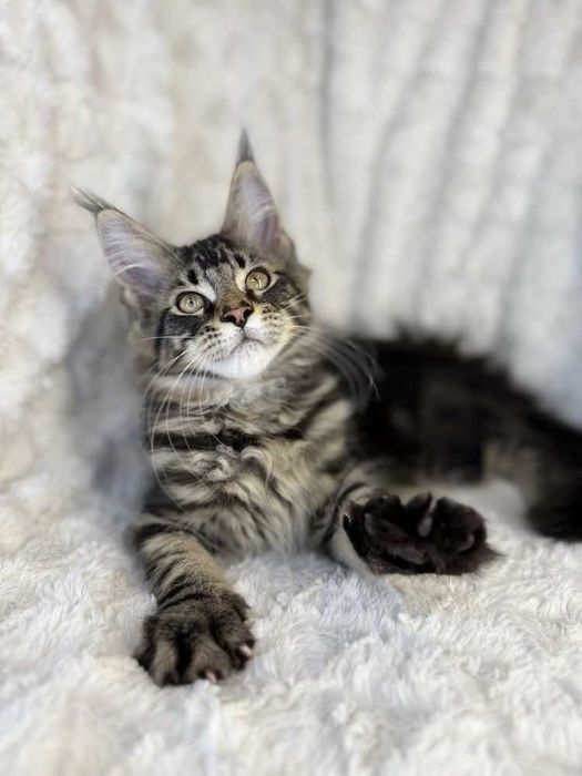 Maine Coon Mascul cu pedigree tip A