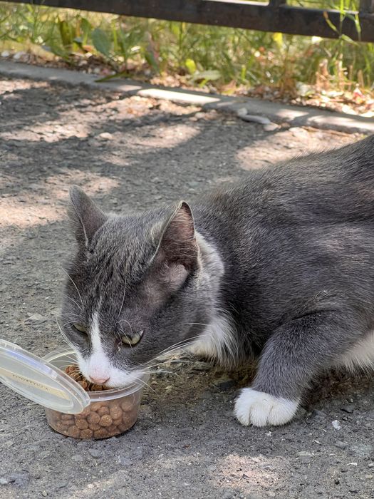 Котята в хорошие руки