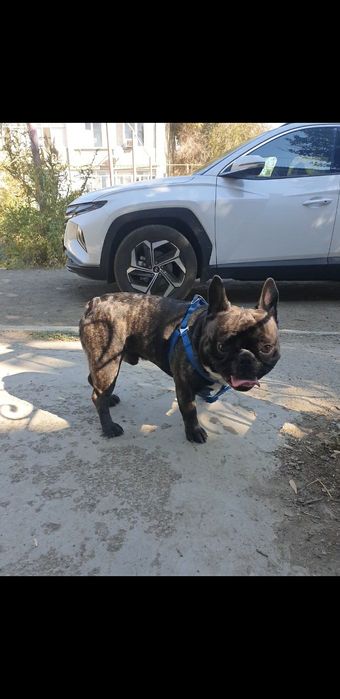 Французский бульдог ищет подругу