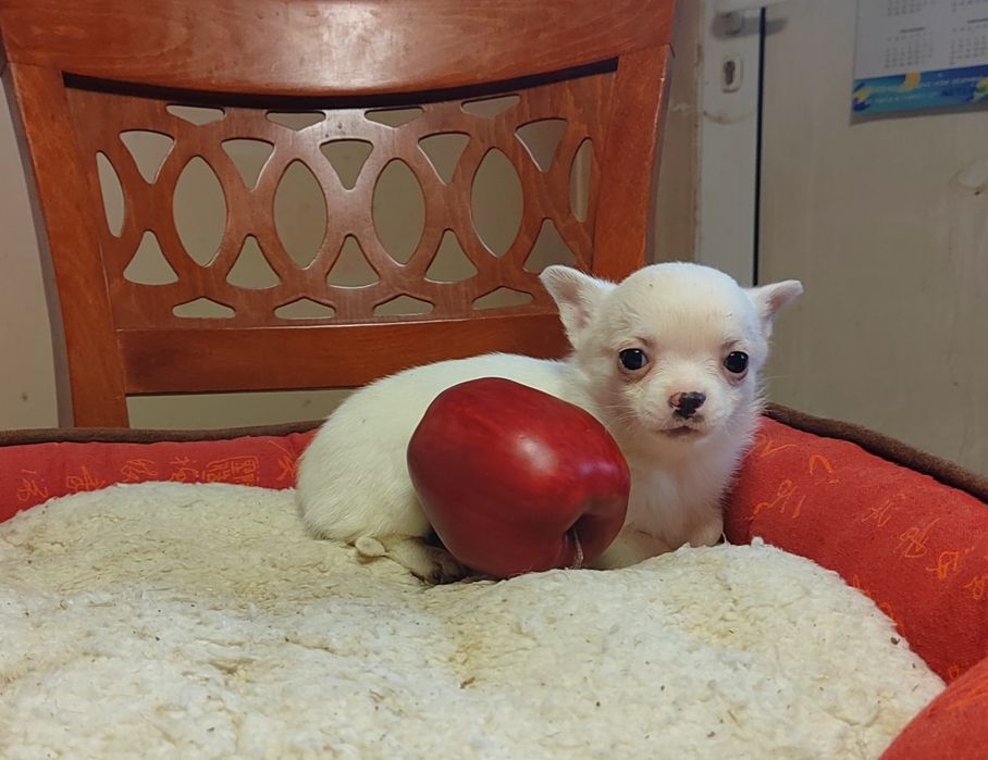 Чихуахуа мини , женско