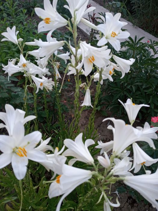 Цветы лилии белые