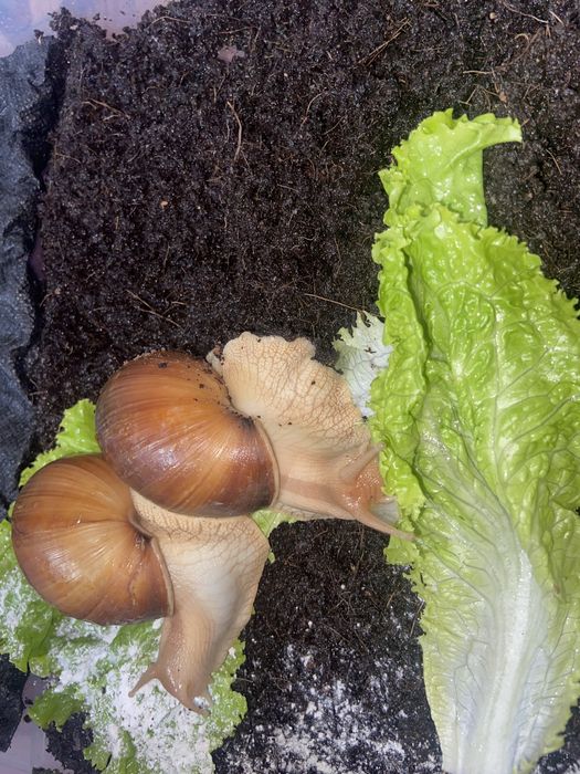 Продам улиток ахатин