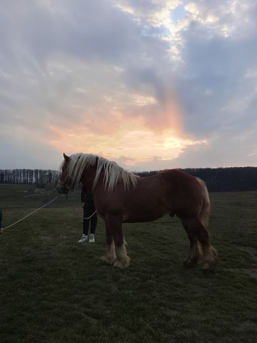 Vand sau schimb cu oi  harmăsar blond