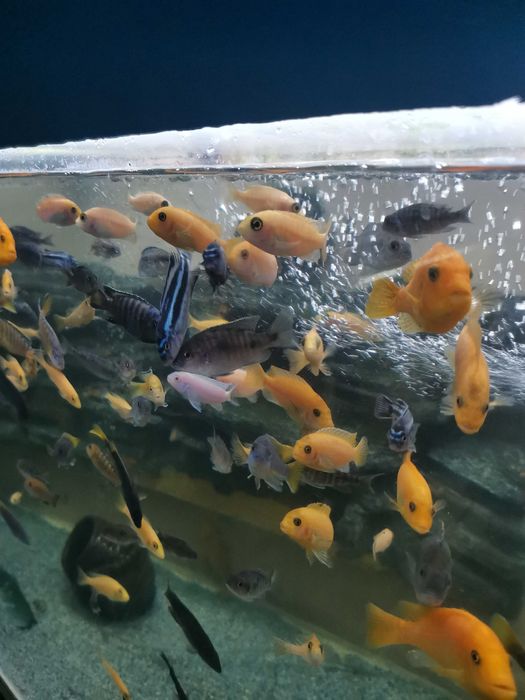 Аквасалон,, Ковчег "цихлиды