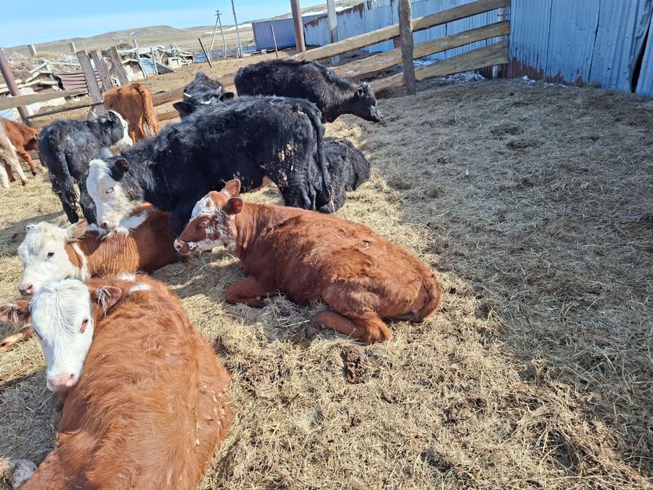 Продаются телочки