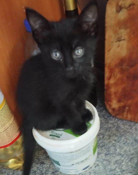 Котята в добрые руки!!!