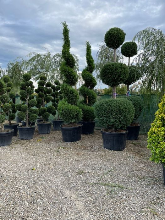 Vindem plante ornamentale