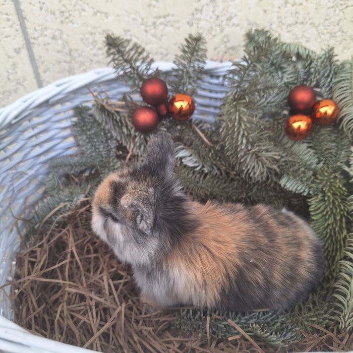 Продам Кроликов породы Минилоп Сплит/Минелоп Сплит қуёнчалар